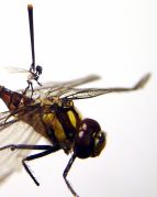 Tessa Farmer, 'Swarm'